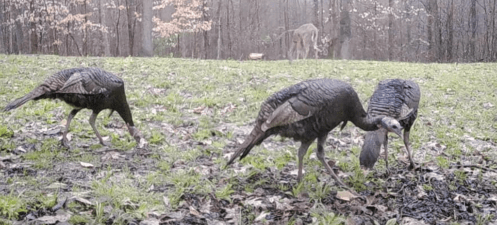 turkeys on our property